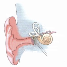 Sound detection and amplification by the ear – a hard job using soft parts.