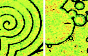 Understanding the physics and biology of the collective dynamics of eukaryotic cells: How and why they live and work together?